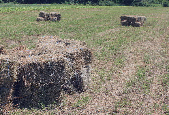 agriculture and farming